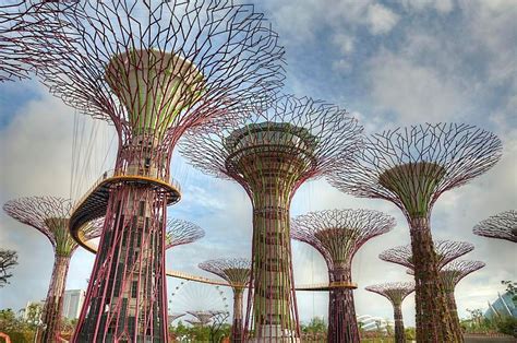 新加坡好去处2023 觀音植物